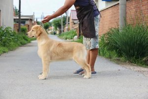 奧斯卡-公（4674）